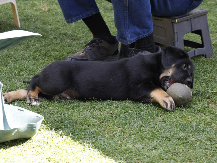 chinook dog